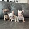 French Bulldog puppies