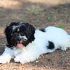 AKC Registered Havanese