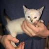 lilac point  siamese