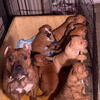 American Bully Free Rehoming