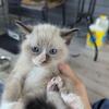 Two left ragdoll Himalayan kittens 