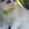 Registered Female Ragdoll Kitten