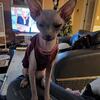 Sphynx female 3 years old. 