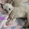 Purebred Siamese Kittens – In-Home Raised, Beautiful Coats, Family Socialized / Atlanta, GA