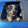 3yr Old Male Blue Heeler