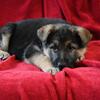 AKC registered German Shepherds