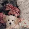 Maltese mix female pup Chloe