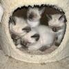Snowshoe siamese kittens born July 7th