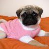 Female Pug Puppy