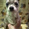 AKC Blue Merle Chihuahua puppy 