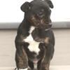 MinPin-Jack Russell Pup's