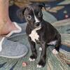 Puppy Girl Boston Terrior mixed