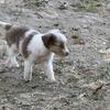 Miniature Australian Shepherds  