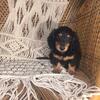 AKC registered longhair Mini dachshunds 
