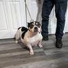 Tri pied Adult female American Bully