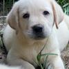 AKC Yellow Male English Labrador Puppies