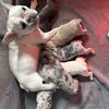 AKC Lilac Merle French Bulldogs