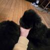 Chow chow pups 
