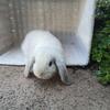 Mini Lop Bunny 