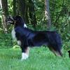Brawley Miniature American Shepherds