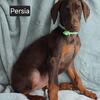 Beautiful Doberman Pinscher Puppies 