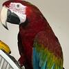 Hybrid Macaw 