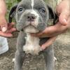 Pocket bully
