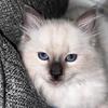 Siamese kittens November 2025 ready new contact number 