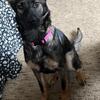 Female German shepherd 11 months