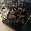 Pocket bully puppies $1500
