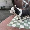 Koi French bulldog 