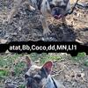 AKC Male French Bulldog 