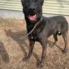 Dutch shepherd puppies