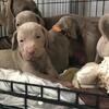 Sharingx-love kids playing Weimaraner ppups