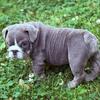AKC ENGLISH BULLDOG MALE 