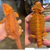 Pair of Red Bearded dragons 
