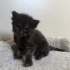 MISTY, black smoke female Maine Coon, TICA registered