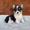 Gorgeous Welsh Corgi Puppies - Ready Today! (352) 553-2778
