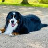 Adult Bernese Mountain Dog