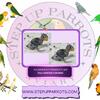 Plum Headed Parakeet - DNA Pending