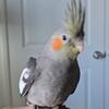 Tamed cockatiels  perfect for pet.