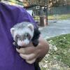 Ferret baby