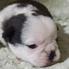 Pug Puppies ACA & AKC Health Guaranteed