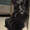 Scottish Terrier - 2 Years Old