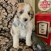 Australian mountain doodle puppies 