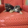 German Shepherd puppies