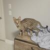F2 SAVANNAH CAT FOR REHOMING 
