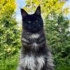 Amazing Maine Coon Black smoke 