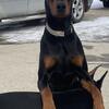 AKC Trained Doberman Male! 