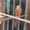 Greencheek conure pair